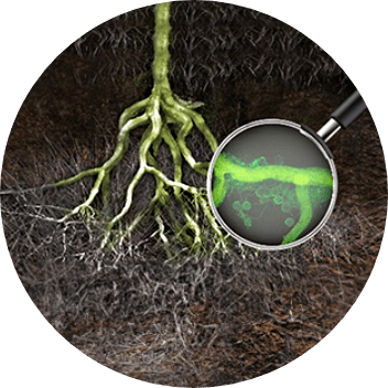 Mycorrhiza